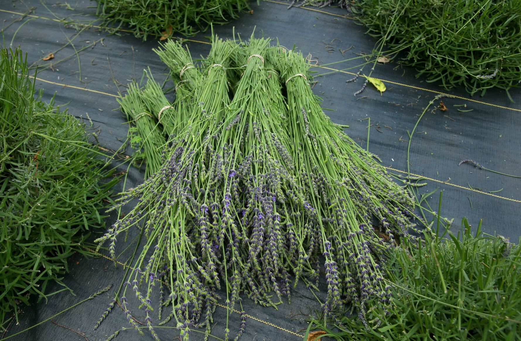 Harvest time at College Hill Lavender farm